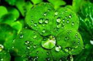 裝修后用植物吸收有害氣體能否達到預(yù)期效果？