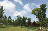 苗木移植和養(yǎng)護技術(shù)標(biāo)準(zhǔn)